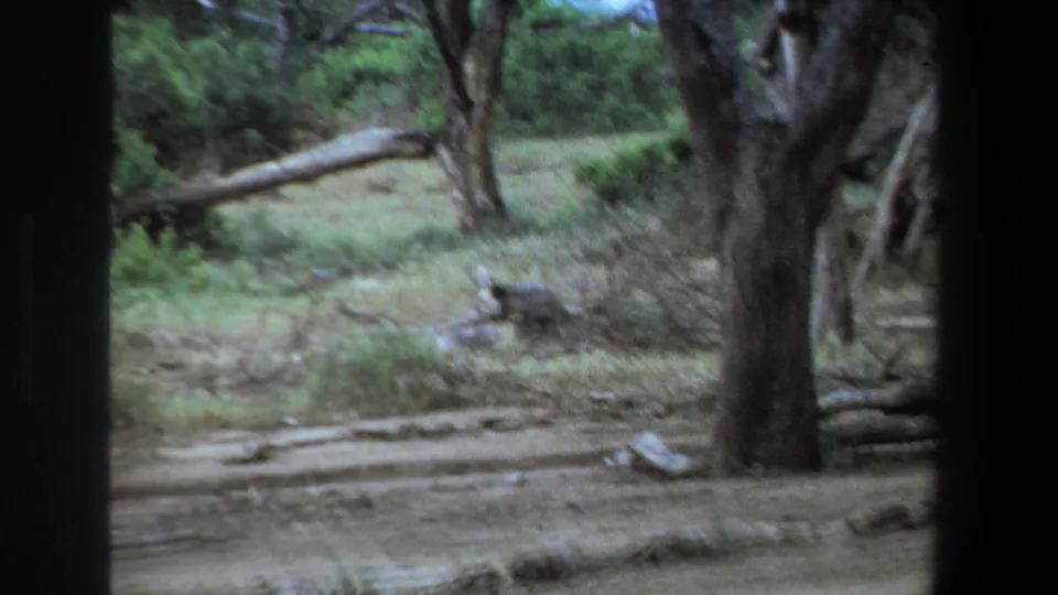 1969 Pretoria frame showing the wooded clearing after the antelope movement, with trees, scrub, and dusty ground visible.