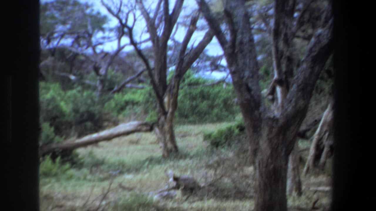 1969 Pretoria safari footage shows wooded grassland seen from a vehicle, with tree trunks, brush, and a small animal partly obscured near the lower left.