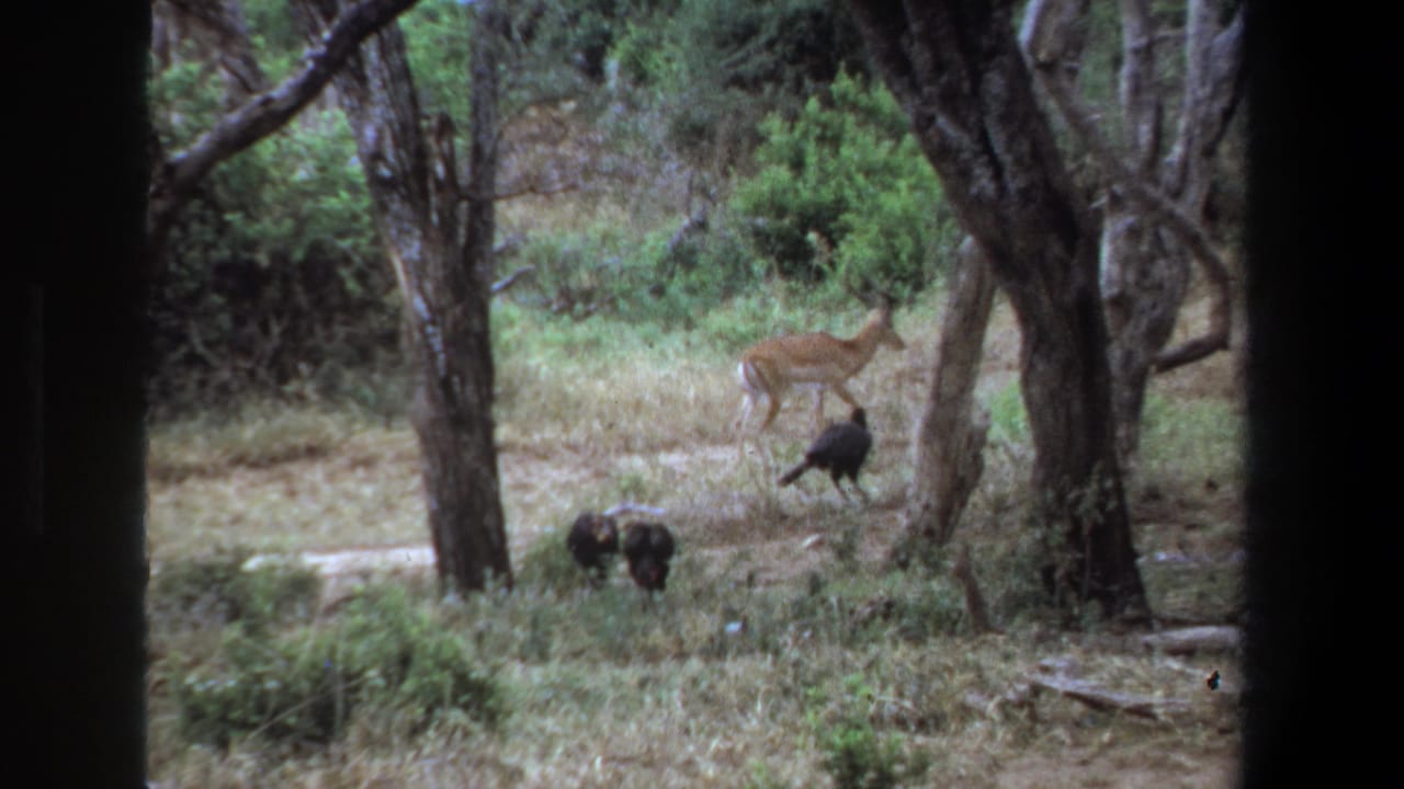 Deer-like antelope and dark birds forage among trees and dry grass in a wooded clearing.