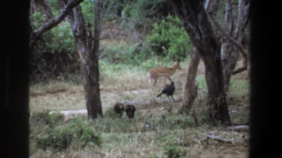 1969 Pretoria safari footage shows a deer-like antelope and dark birds moving through dry grass beneath scattered trees.