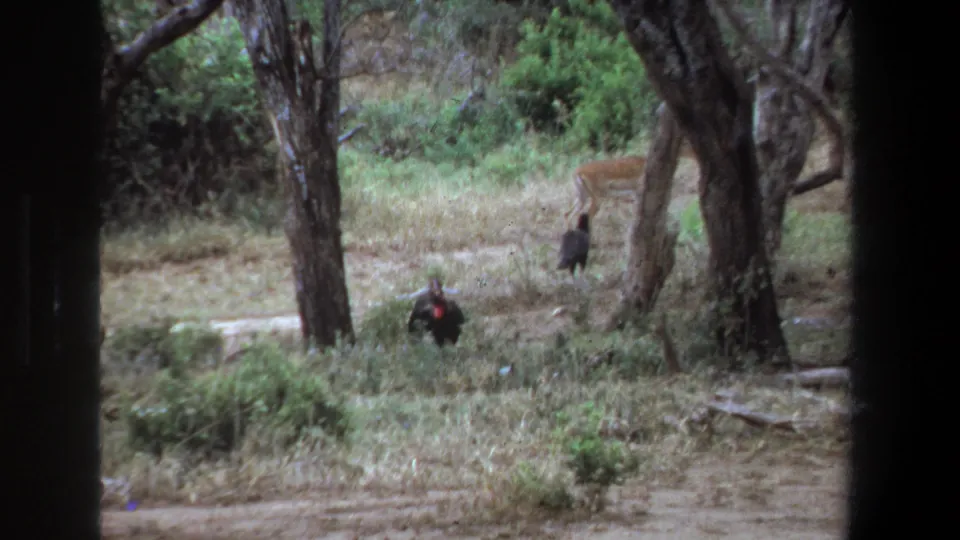 1969 Pretoria safari footage shows a deer-like antelope in a wooded clearing with several dark birds nearby and dark vehicle-window framing.