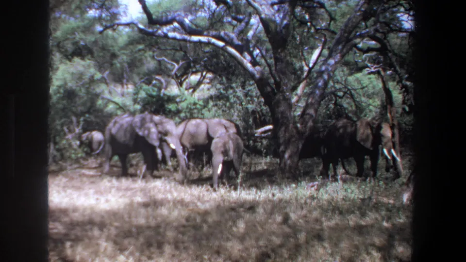 1969 Pretoria safari footage shows several elephants moving through brush beneath trees in daylight, with soft 8mm grain and handheld framing.