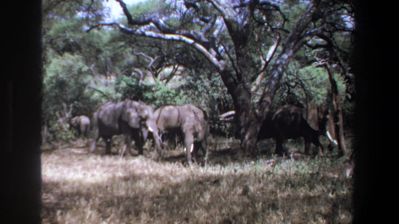 1969 Pretoria 8mm frame showing adult elephants and a calf in shaded savanna grass beneath branching trees.