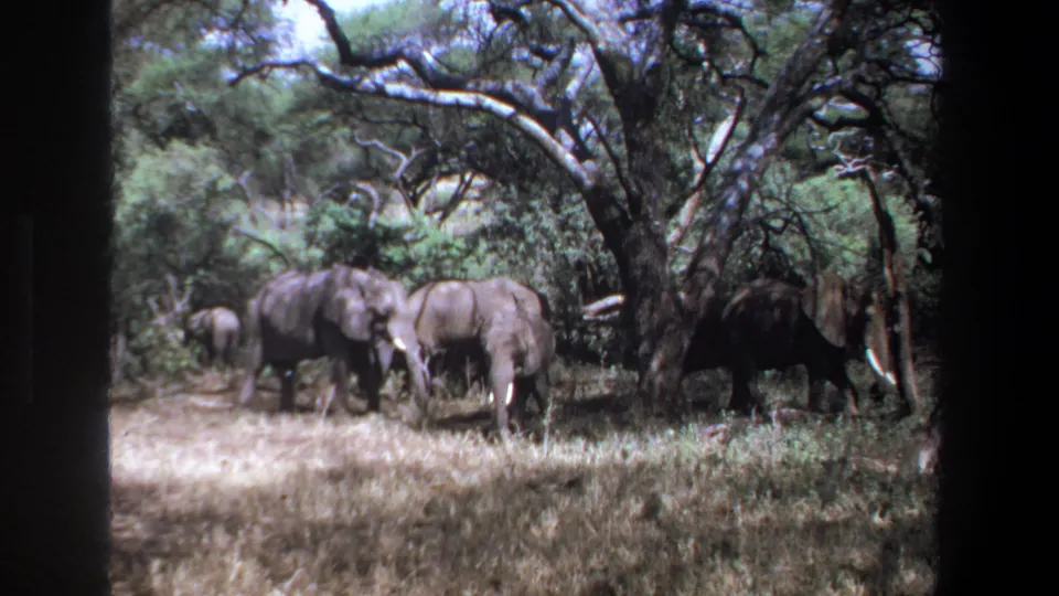 1969 Pretoria 8mm frame showing adult elephants and a calf in shaded savanna grass beneath branching trees.