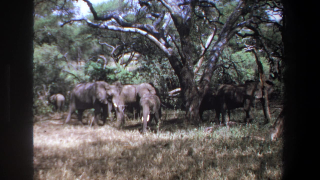 1969 Pretoria wildlife frame with elephants gathered in dry grass and a shadowed animal form near the trees at right.