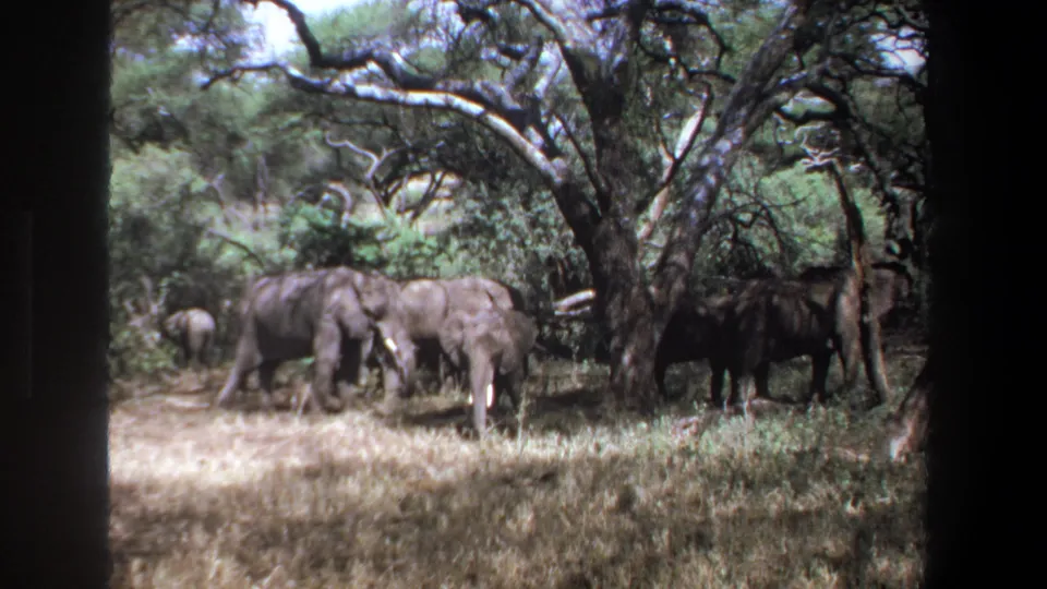 1969 Pretoria 8mm frame showing elephants moving through shaded savanna grass beneath a large spreading tree.