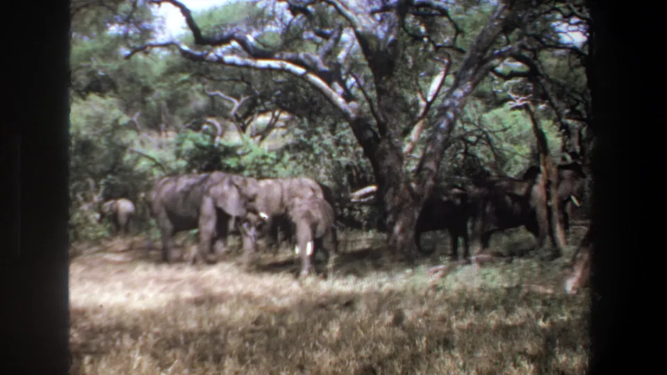 1969 Pretoria 8mm frame of elephants in a shaded savanna clearing, with a calf at left and dense trees behind.