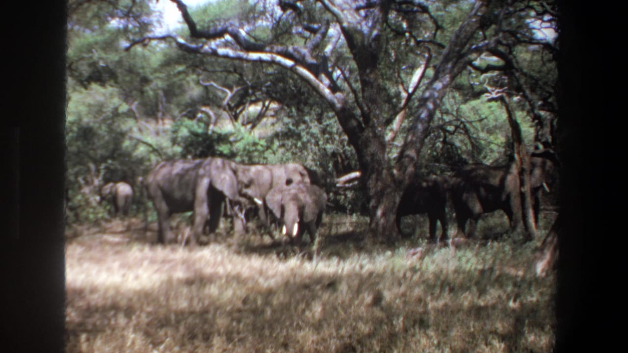 1969 Pretoria home-movie frame showing elephants, including a smaller animal, grazing under trees in dry grass.