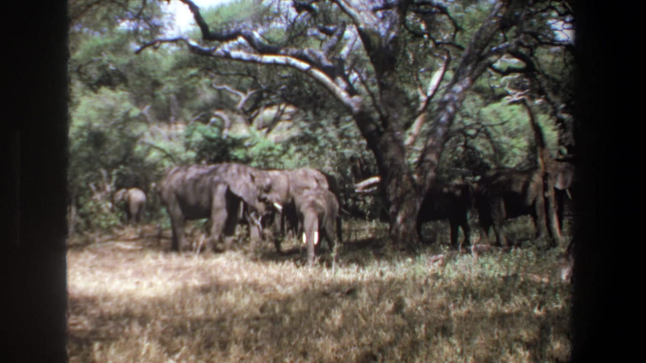1969 Pretoria frame with a small elephant herd grazing near dense brush and tree shade, seen in soft 8mm color.