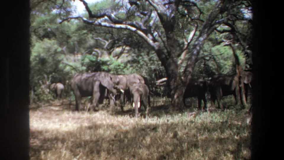 1969 Pretoria frame with a small elephant herd grazing near dense brush and tree shade, seen in soft 8mm color.