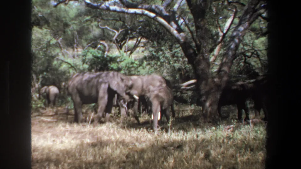 Handheld 8mm frame from Pretoria in 1969 showing elephants feeding in dry grass with a calf near the larger animals.