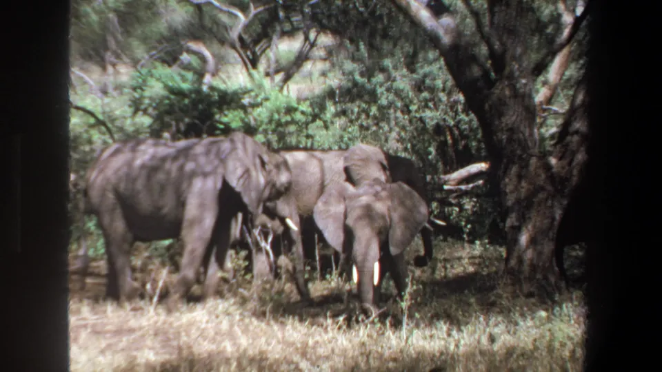 Closer 1969 Pretoria frame of elephants grazing in dappled shade, with tusks, dry grass, and dense vegetation visible.