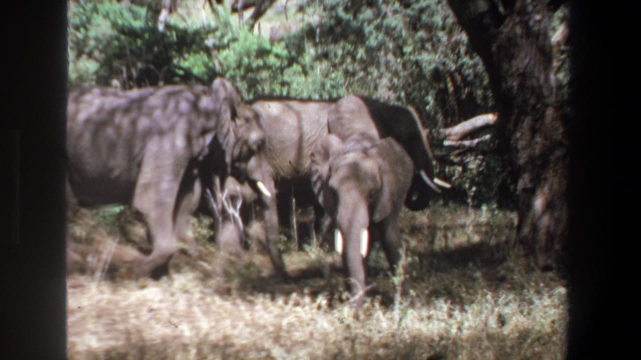 1969 Pretoria home-movie frame showing several African elephants moving through dry grass beneath trees.