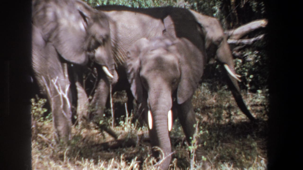 1969 Pretoria 8mm frame with adult elephants among trees, their ears and tusks visible in patchy sunlight.