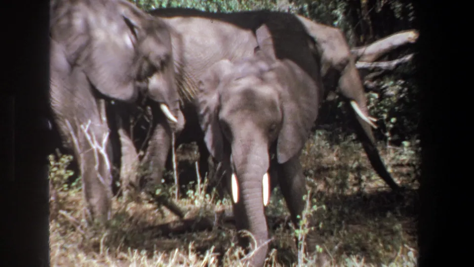 1969 Pretoria 8mm frame with adult elephants among trees, their ears and tusks visible in patchy sunlight.