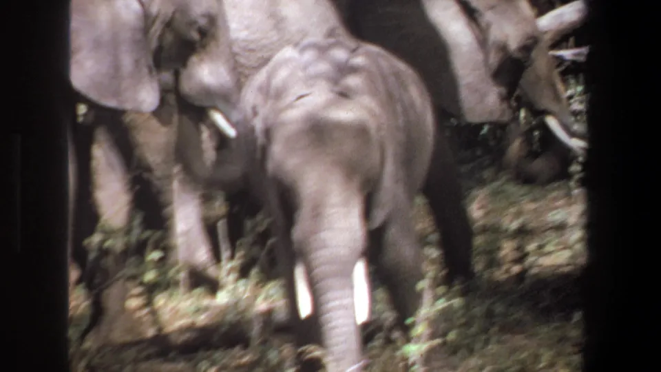 Close 1969 Pretoria home-movie view of elephants approaching through brush, with tusks and ears prominent.