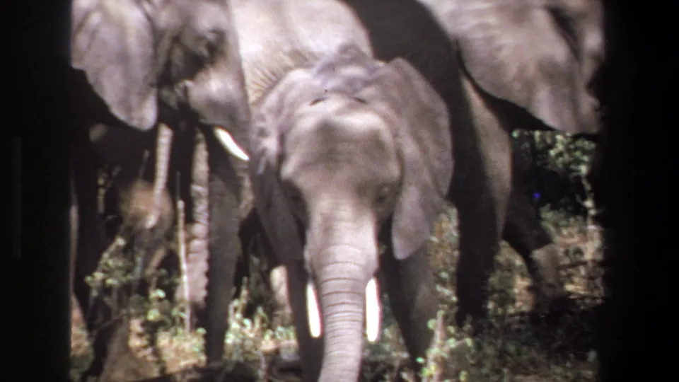 1969 Pretoria 8mm frame showing an elephant facing the camera with other herd members partly visible behind it.