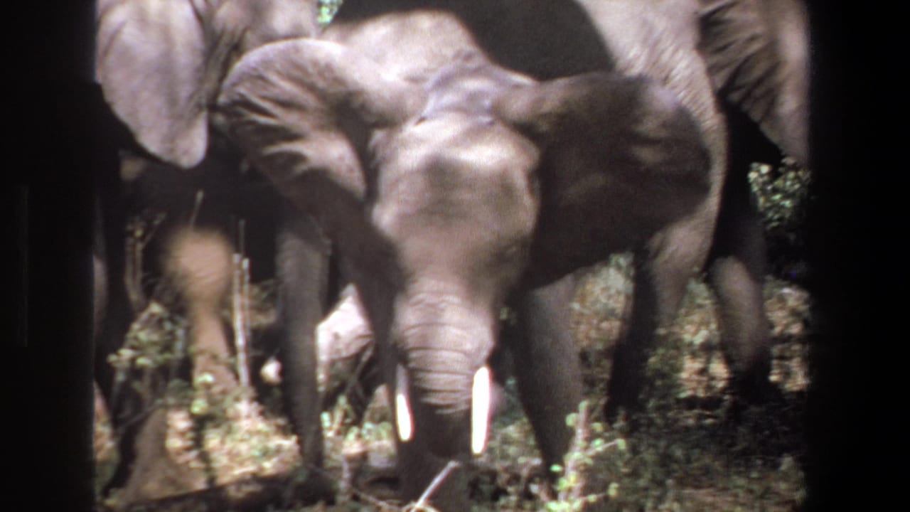 1969 Pretoria home-movie frame showing a young elephant with small tusks moving through brush beside larger elephants.