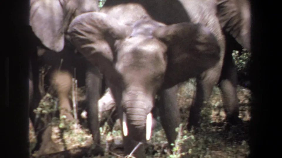 1969 Pretoria home-movie frame showing a young elephant with small tusks moving through brush beside larger elephants.