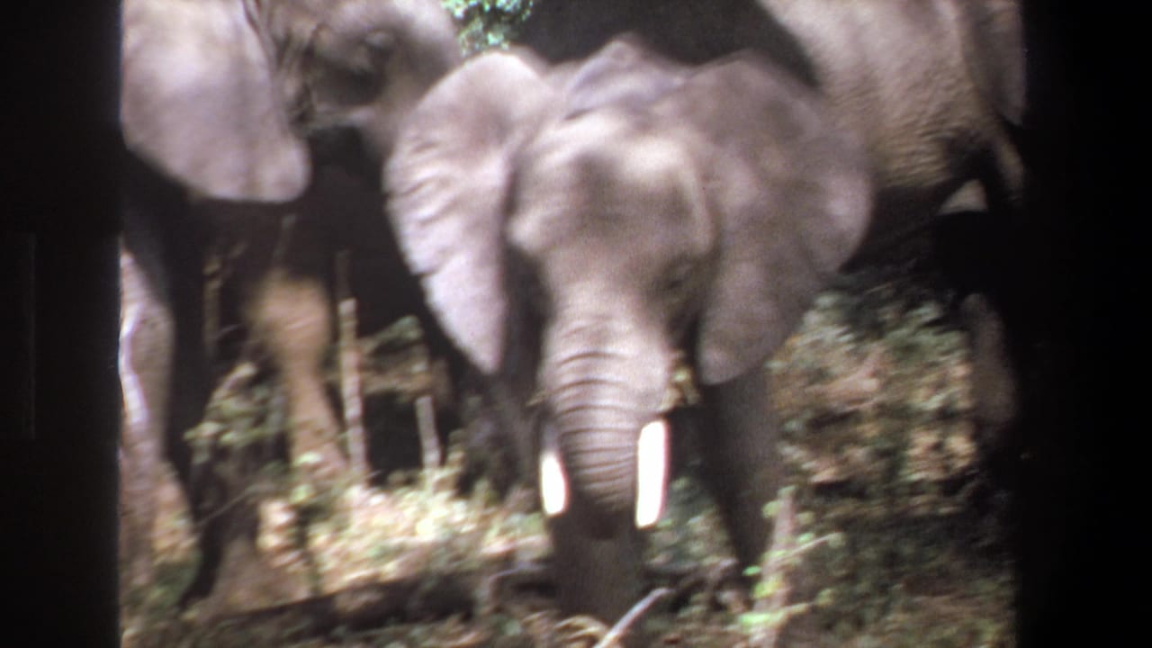 1969 Pretoria 8mm frame with a young tusked elephant facing forward as the herd moves through dense brush.