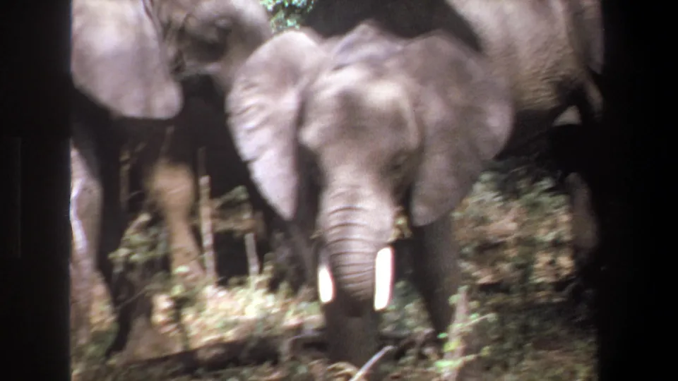 1969 Pretoria 8mm frame with a young tusked elephant facing forward as the herd moves through dense brush.