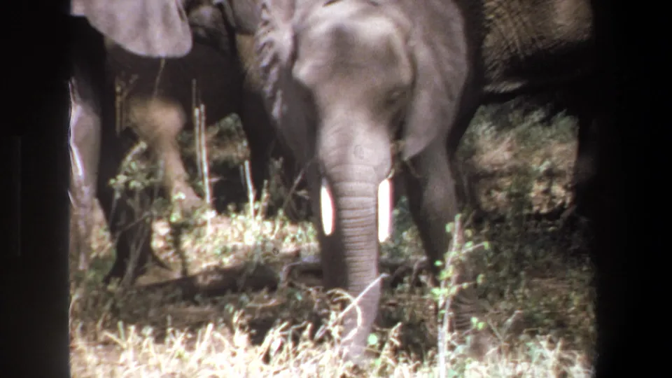 1969 Pretoria home-movie frame showing an elephant walking through dry grass and brush among nearby herd members.