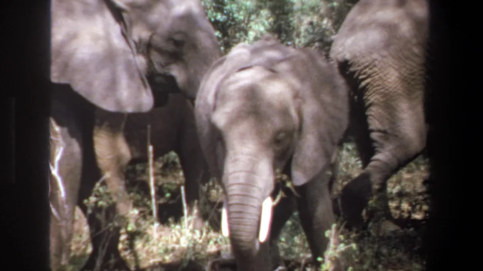 1969 Pretoria 8mm frame with a young tusked elephant low in the foreground and adult elephants close around it in brush.