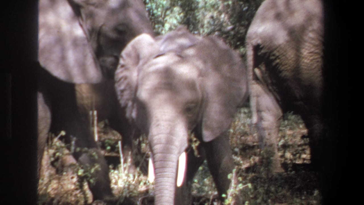 1969 Pretoria home-movie frame showing a young tusked elephant near adults in a shaded wooded clearing.