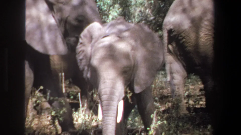 1969 Pretoria home-movie frame showing a young tusked elephant near adults in a shaded wooded clearing.