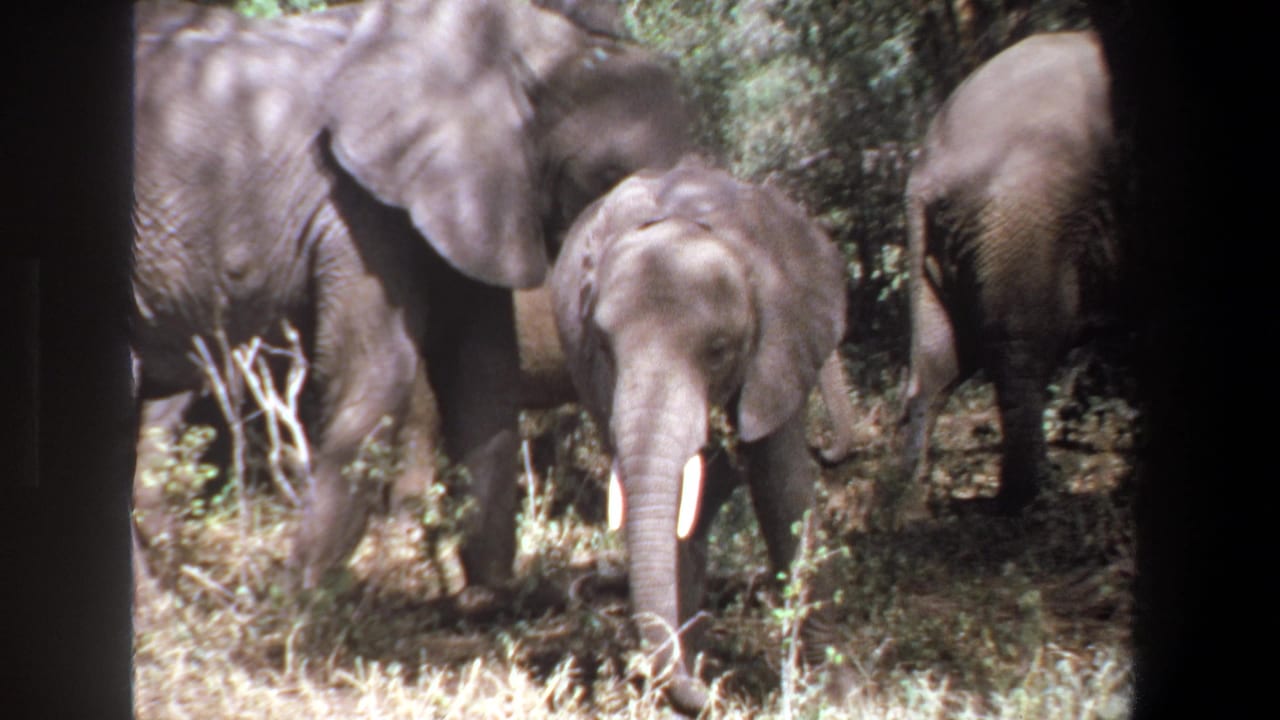 Elephants standing in dappled shade with a young elephant at right.