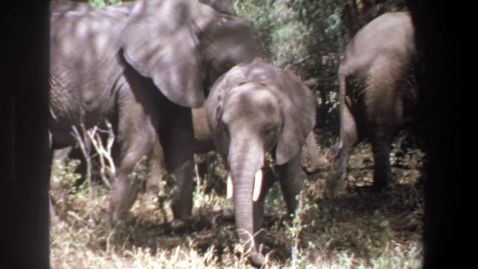 African elephants stand beneath trees near Pretoria, with a young tusked elephant visible at the right of the frame.