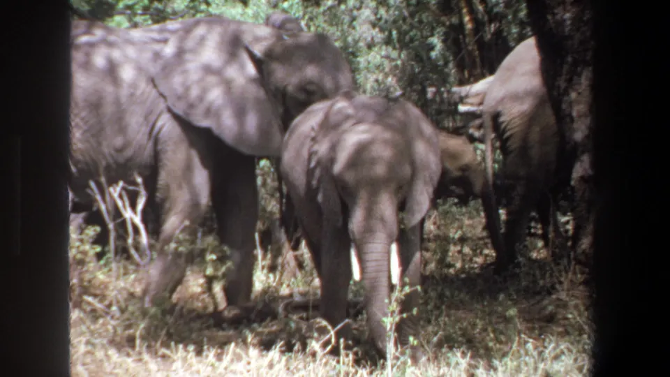 Vintage 8mm frame from Pretoria showing elephants clustered among trees and brush in a sunlit clearing.