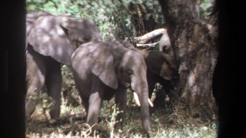 The young elephant moves beside a tree while adult elephants remain partly obscured in the Pretoria woodland setting.