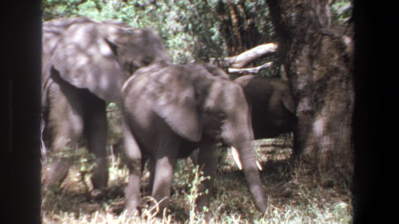 1969 Pretoria 8mm frame showing elephants in dappled woodland, with one animal partly hidden behind another and dark foreground borders.