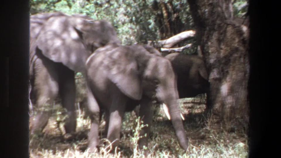 1969 Pretoria 8mm frame showing elephants in dappled woodland, with one animal partly hidden behind another and dark foreground borders.