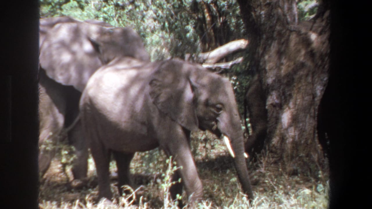 A young tusked elephant walks past a tree while another elephant stands behind it.