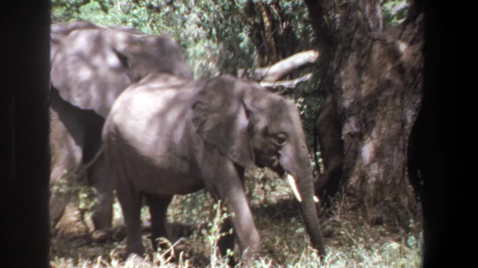 1969 Pretoria 8mm frame of a young tusked elephant moving through shaded trees, with another elephant partly visible behind.