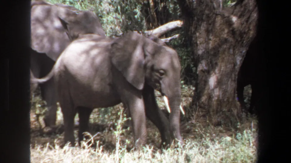 1969 Pretoria 8mm frame showing a young elephant close to the camera, with broad ears, small tusks, trees, and dry grass.