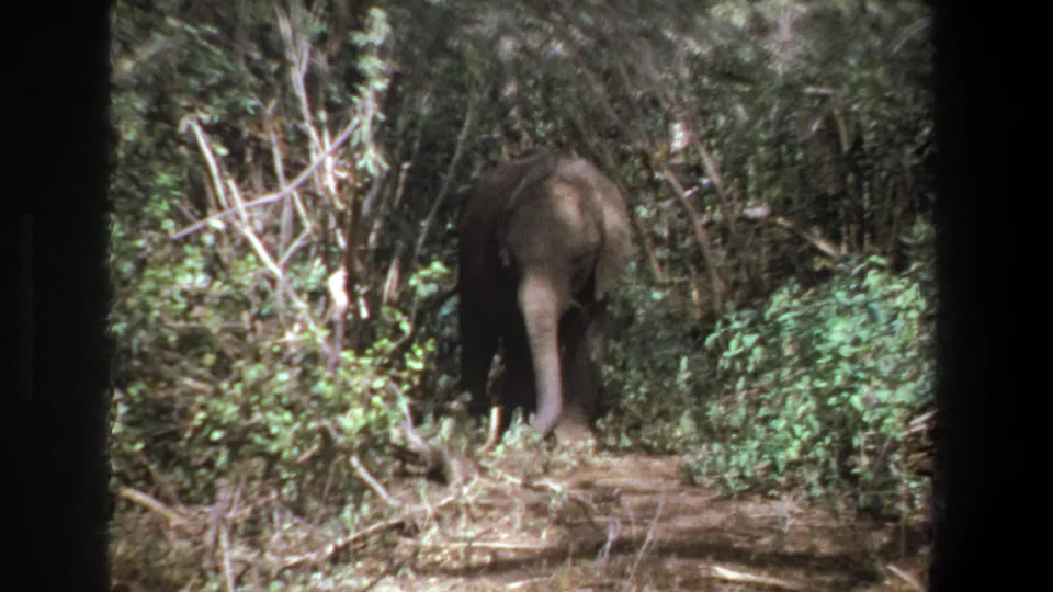 1969 Pretoria 8mm frame of an elephant seen from behind, moving into dense brush under a shaded woodland canopy.