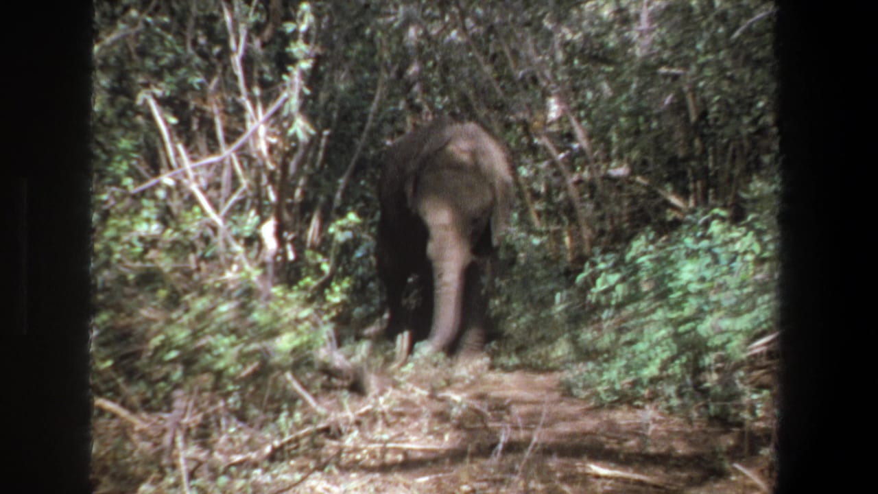 In 1969 Pretoria home-movie footage, a young elephant stands on a brush-lined dirt path in dense green woodland.