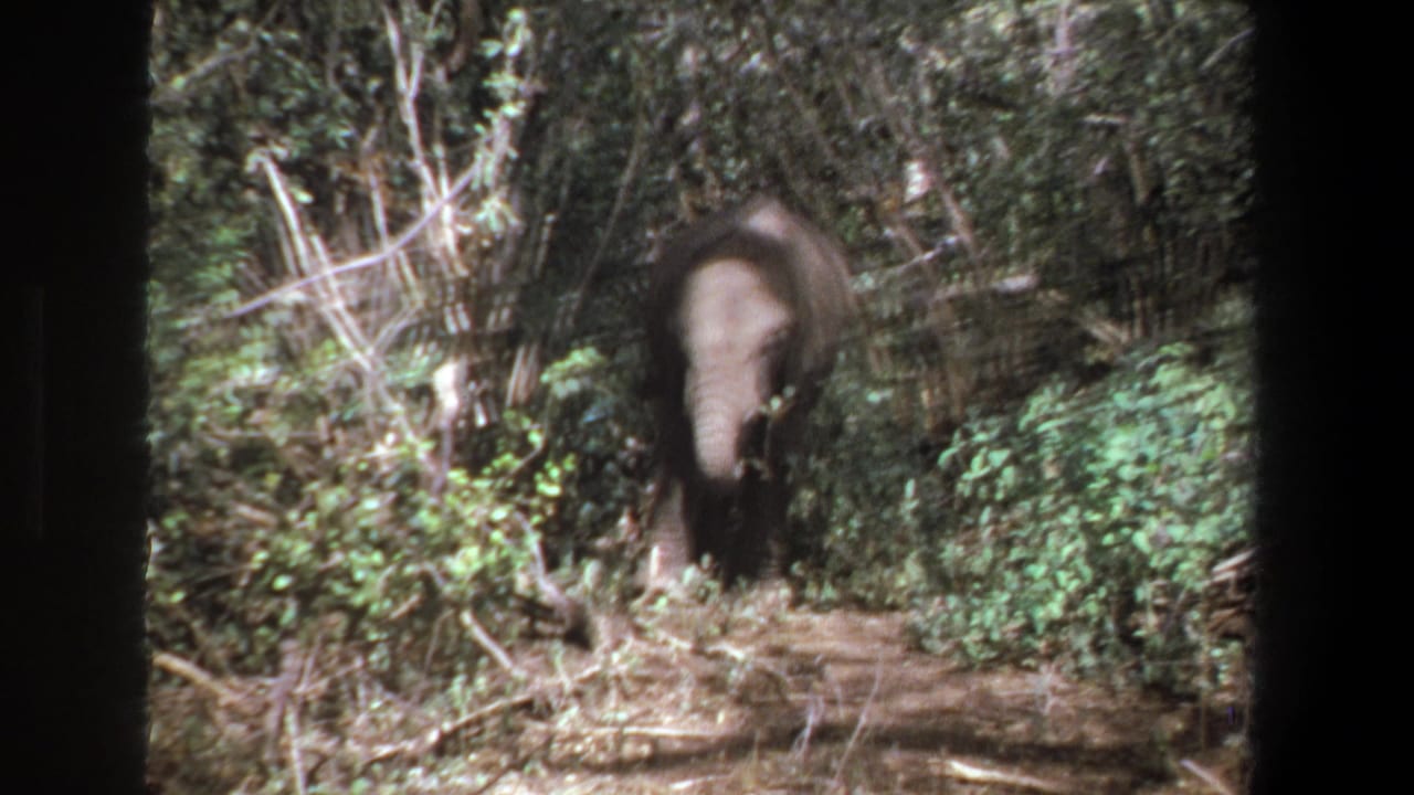 The elephant faces the handheld camera from a shaded path, surrounded by brush and leafy growth in Pretoria woodland footage.