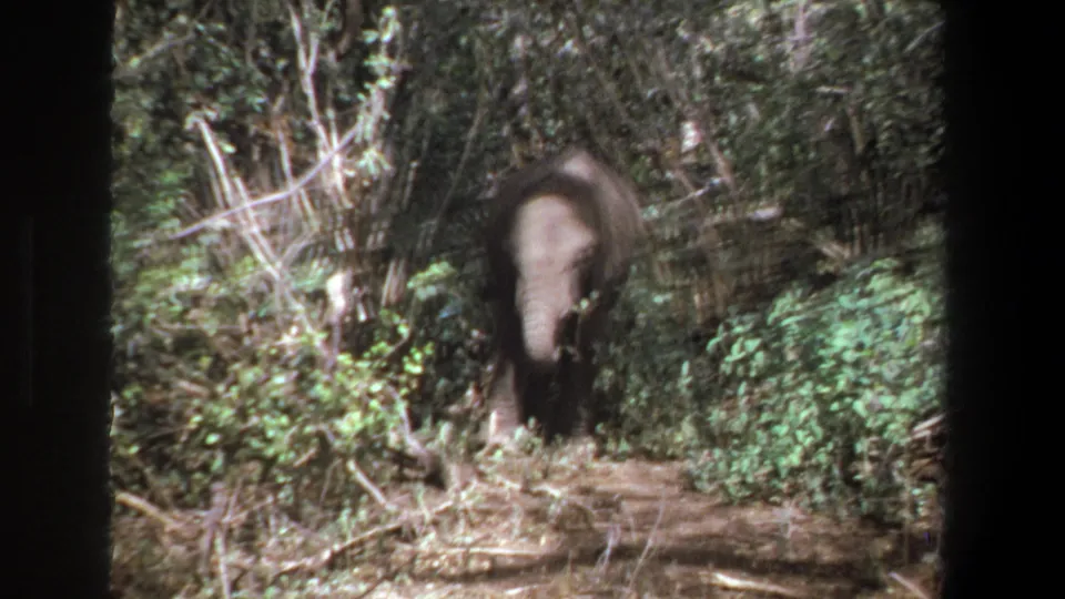 The elephant faces the handheld camera from a shaded path, surrounded by brush and leafy growth in Pretoria woodland footage.