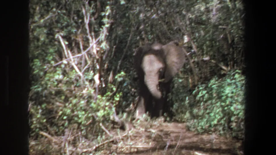 A young elephant walks nearer along the dirt path, its trunk lowered as branches and bushes fill the frame.