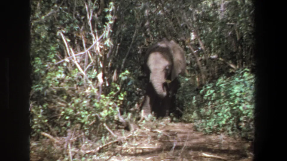 The elephant remains centered on the brushy path, with mottled sunlight, green foliage, and dark 8mm frame borders visible.