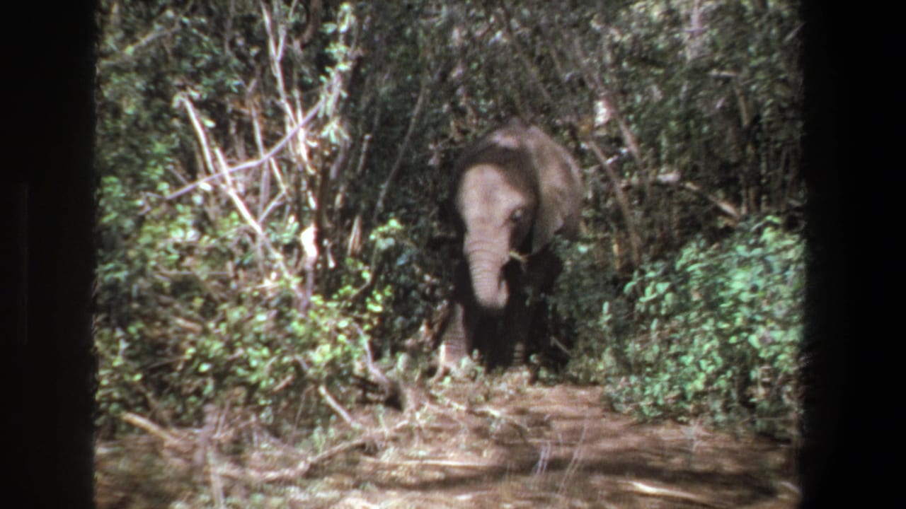 Young elephant in dense vegetation near Pretoria, South Africa, from supplied 1969 8mm home-movie metadata.