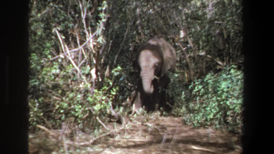 Young elephant in dense vegetation near Pretoria, South Africa, from supplied 1969 8mm home-movie metadata.