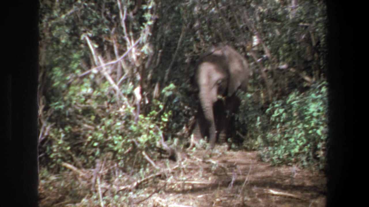Young elephant moving through dense foliage in supplied 1969 Pretoria home-movie footage.
