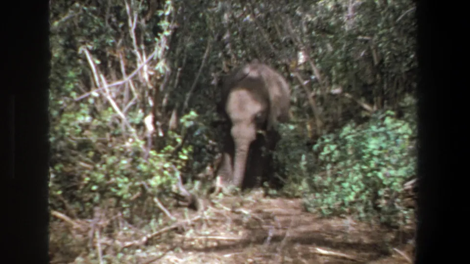 Young elephant lowers its trunk while foraging in dense South African vegetation, based on supplied Pretoria metadata.