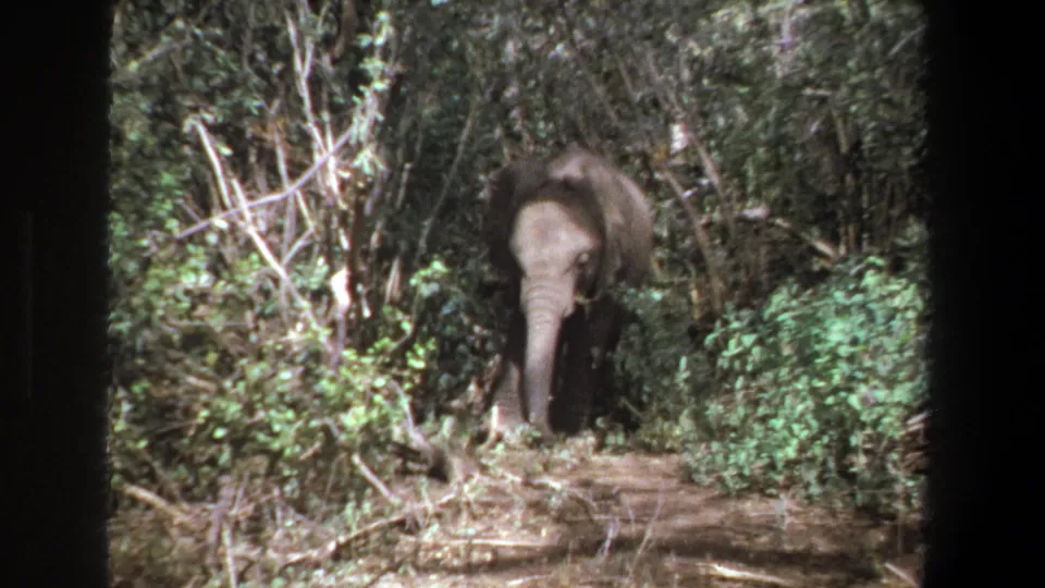Young elephant faces forward in dense foliage in the supplied 1969 Pretoria 8mm home-movie clip.