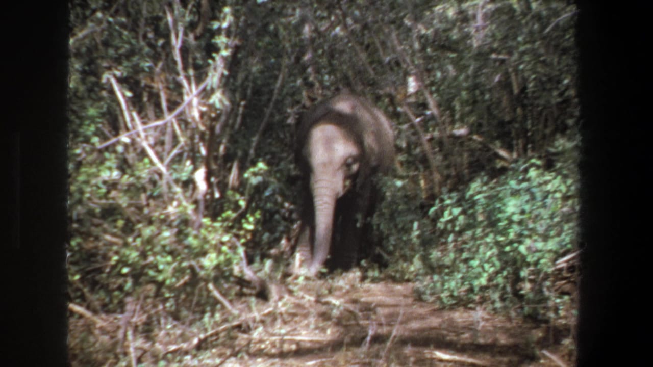 In 1969 Pretoria footage, a young elephant stands or walks toward the camera through dense foliage along a dirt path.